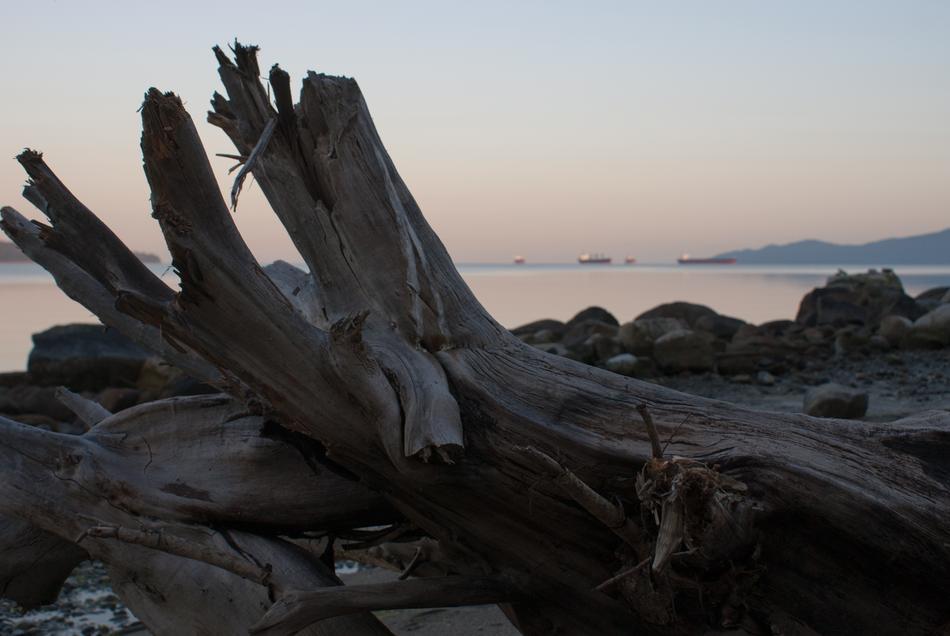 Wood Beach Dawn