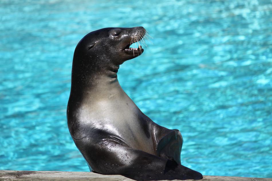 Animal Body Of Water Swim