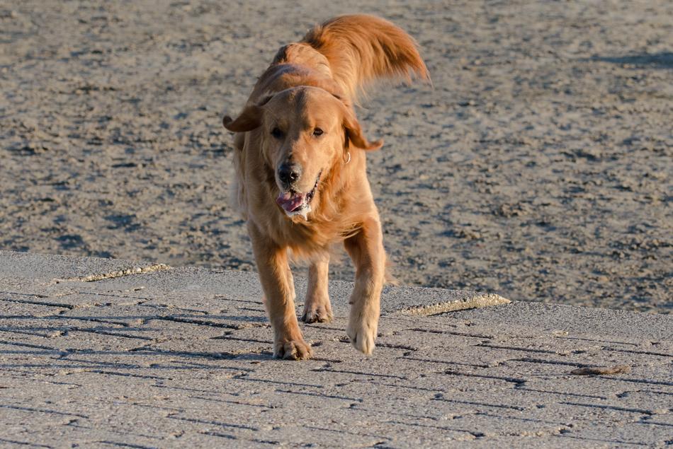 Retriever Golden Dog