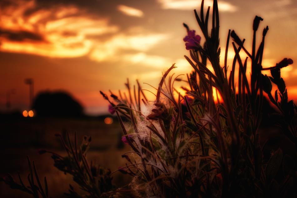 Sunset Nature Flowers