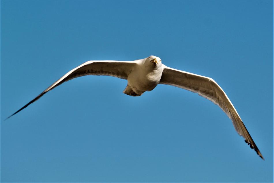 Seagull Bird Brighton