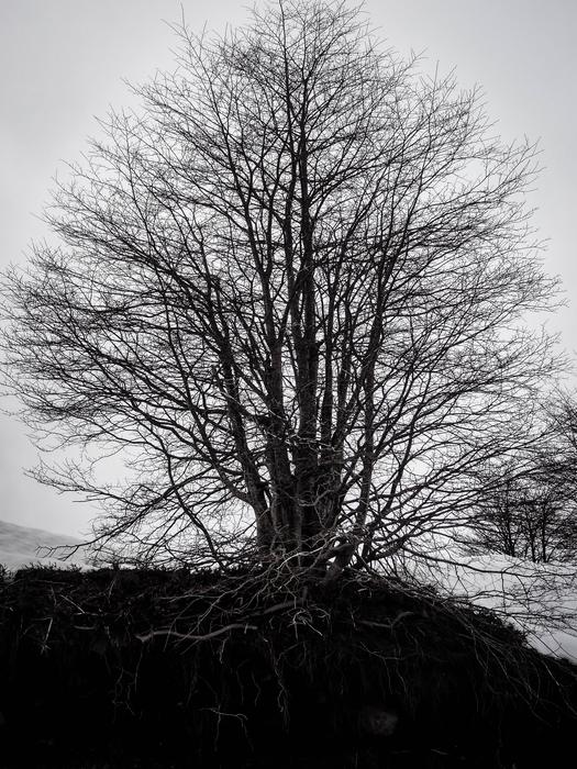 Tree Cloud Landscape