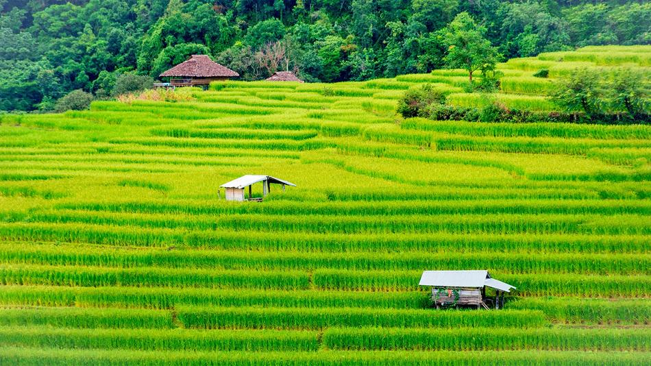 Rice Field Farm