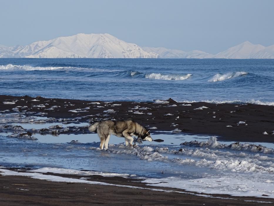 Husky Dog by The Pacific Ocean