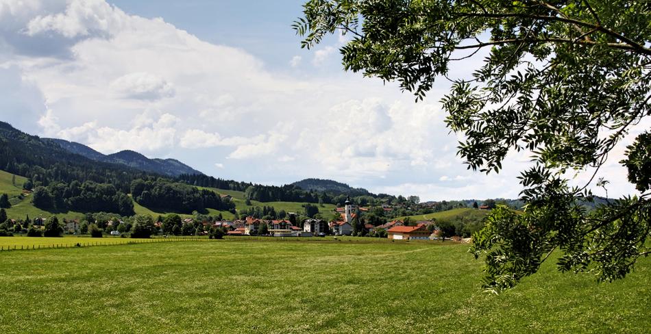 Nature Panorama Tree
