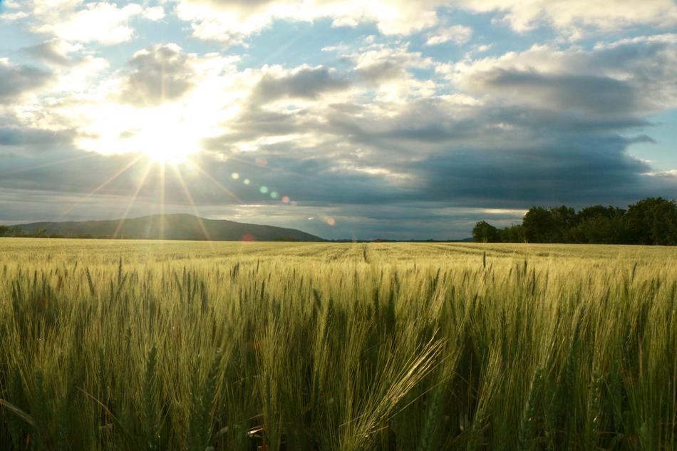 Field Sun Nature