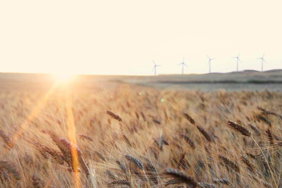 Sunset Nature Harvest