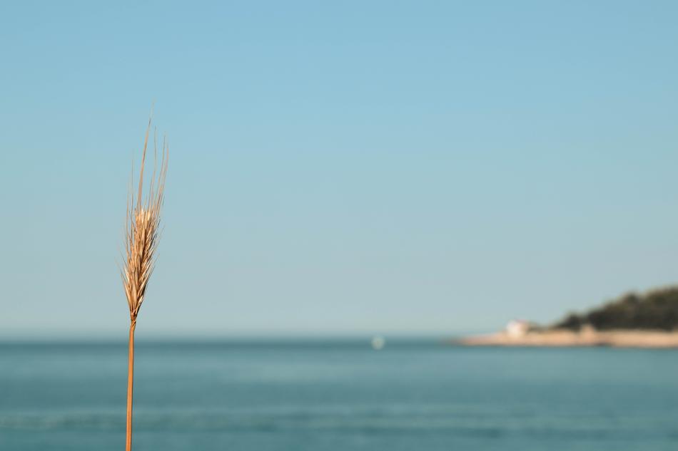 Grain Wheat on Sea beach