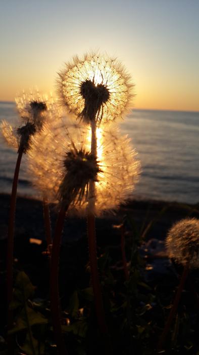 Sunset Flower Leaves