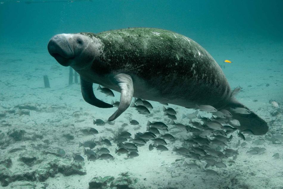 Manatee Mammal Underwater