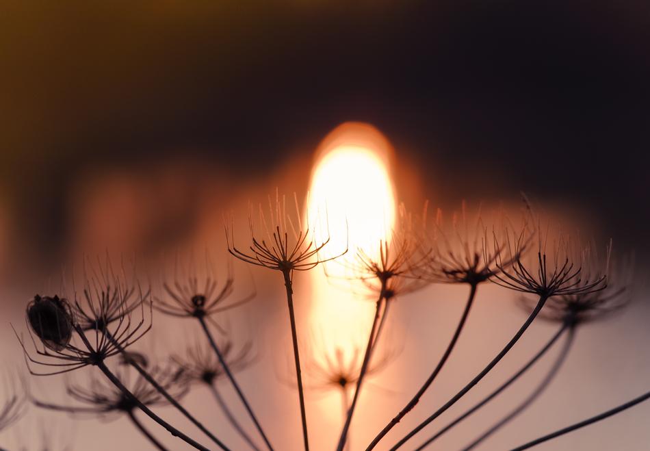 Dry Plant Evening Time Poetic Mood