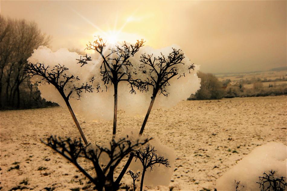 Winter Westerwald Tree
