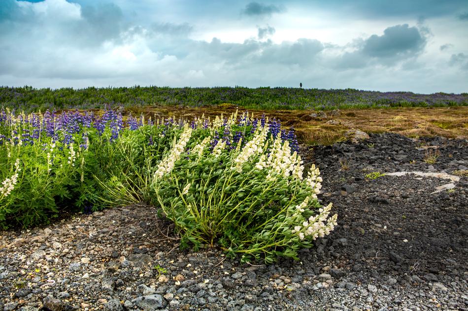 Clouds Wind Field