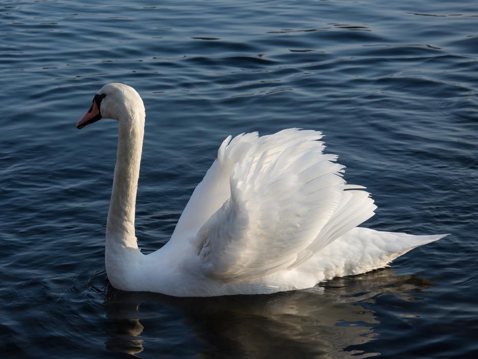 Swan Sea Water