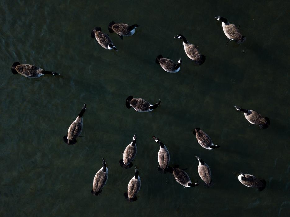 Duck Aerial View Lake