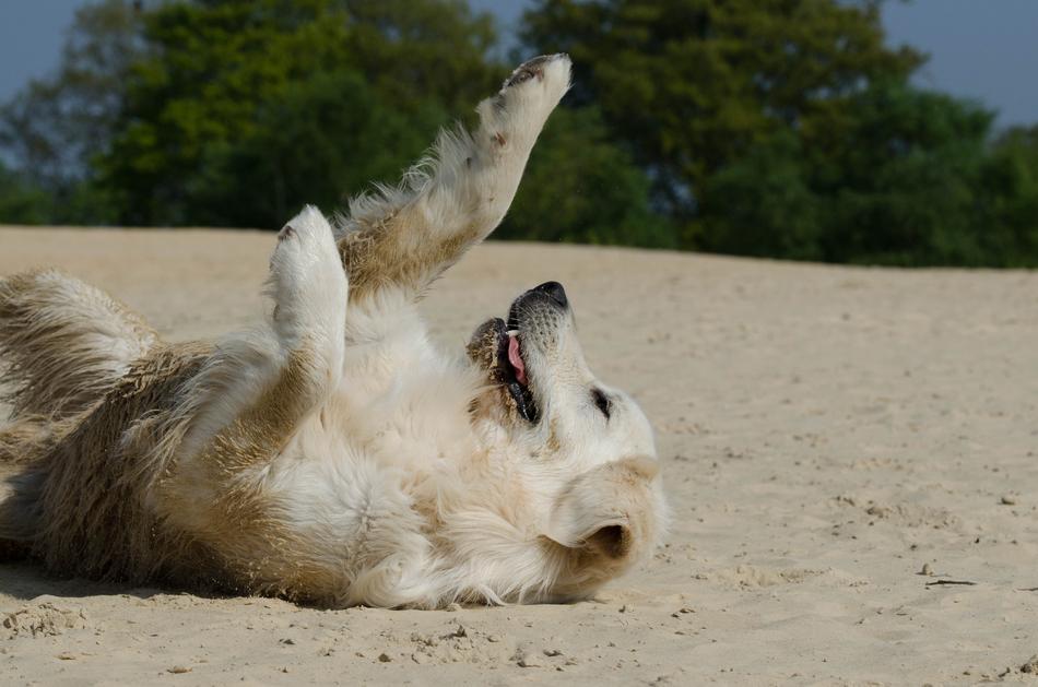 Beach Retriever Sweet