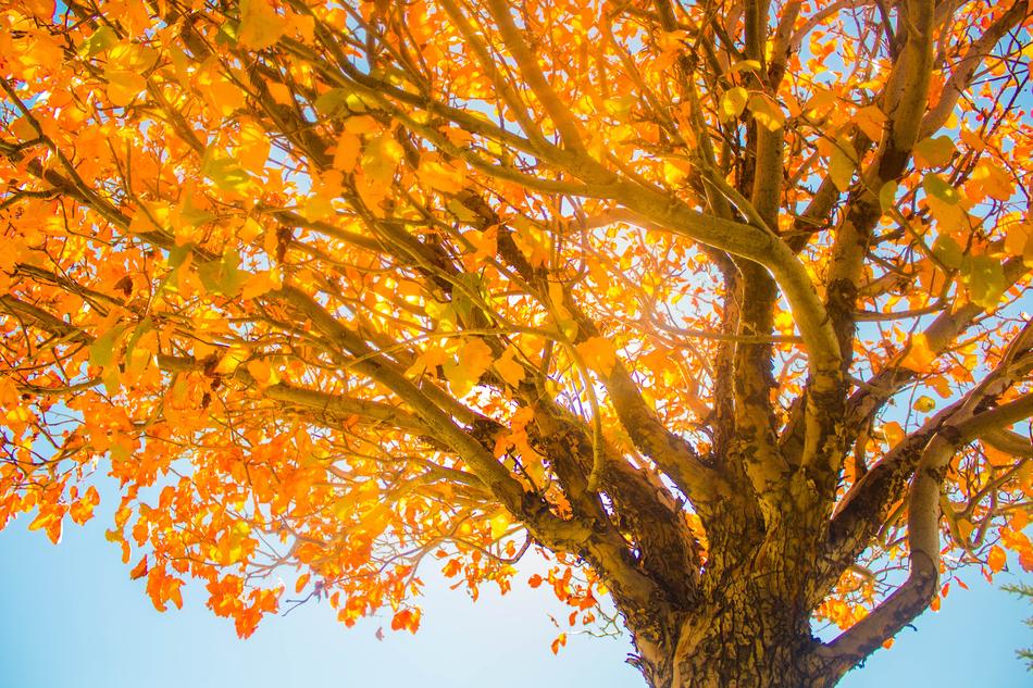 Fall Tree Sky