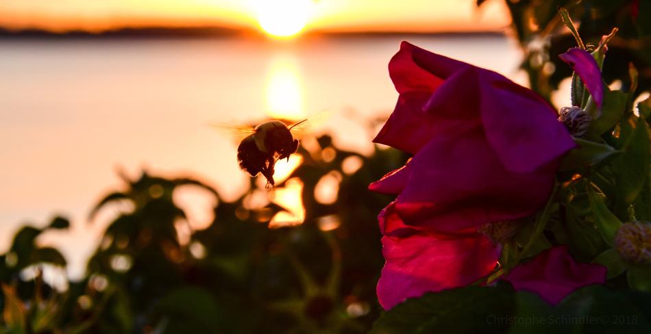 Sunset Bourdon Flowers