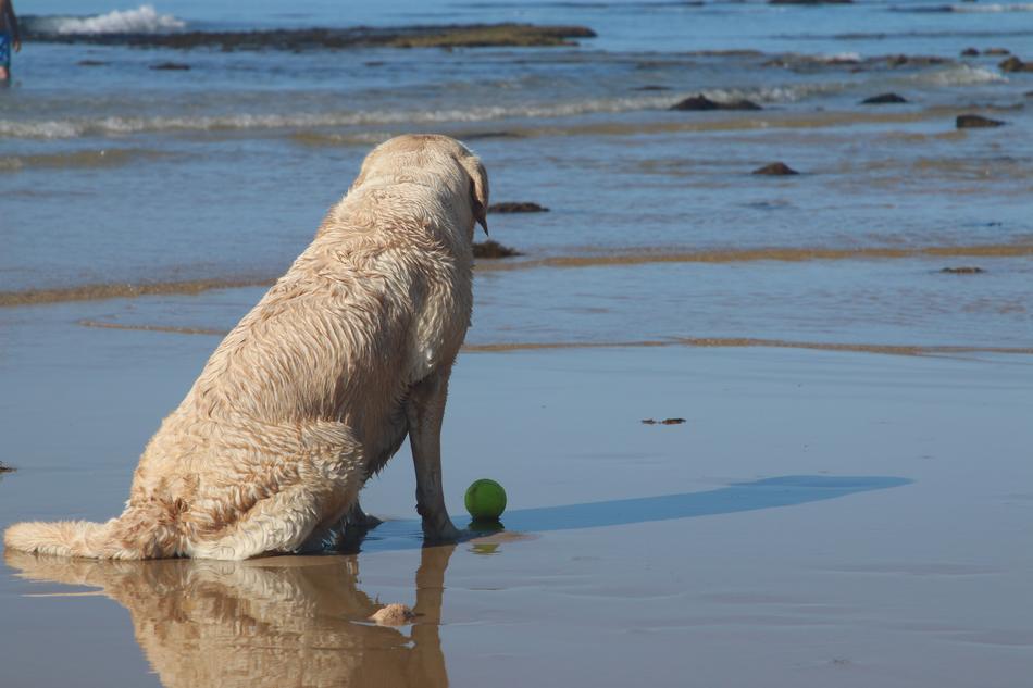 Dog Animal Observe