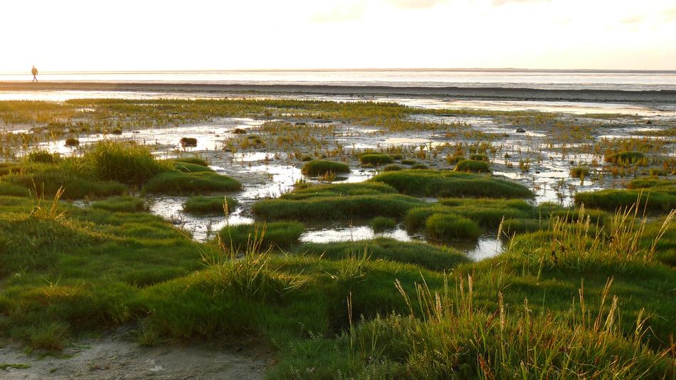 Wattenmeer Wadden Sea