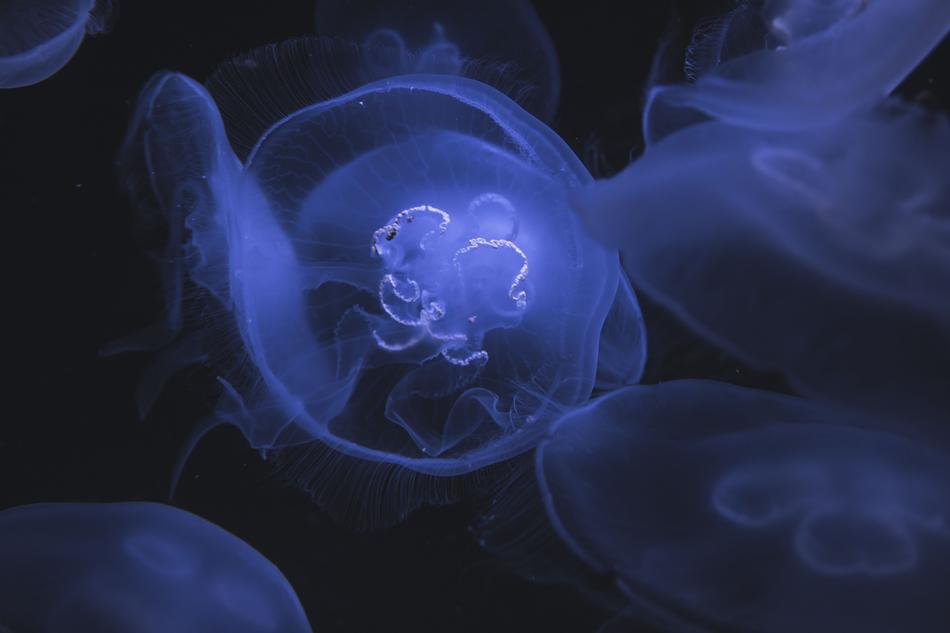 Jellyfish Underwater Deep