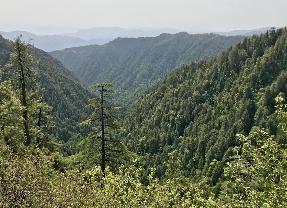 Nature Wood Mountain