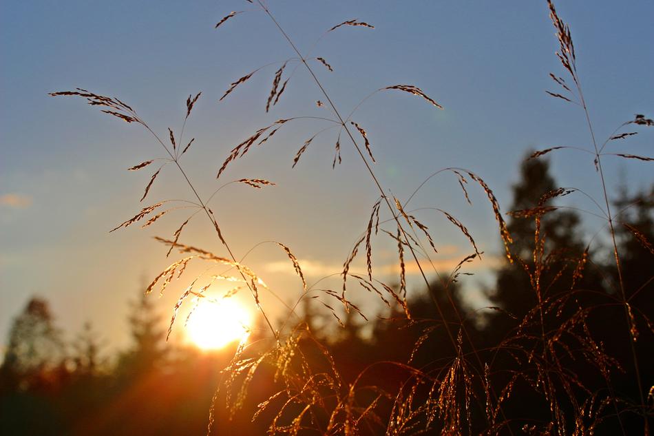 blades of grass against the backdrop of the bright sun at sunset