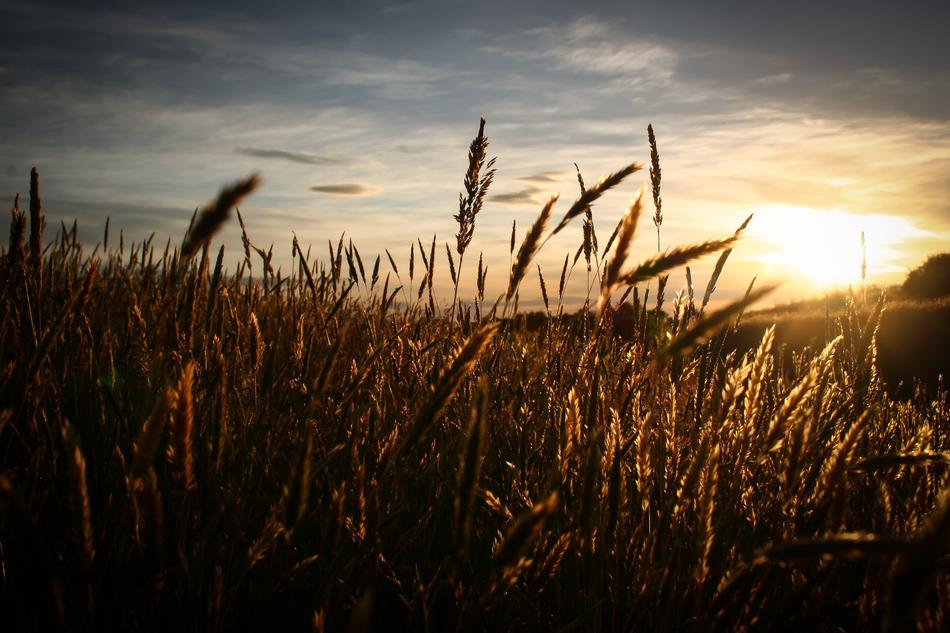 Field Sky Sun