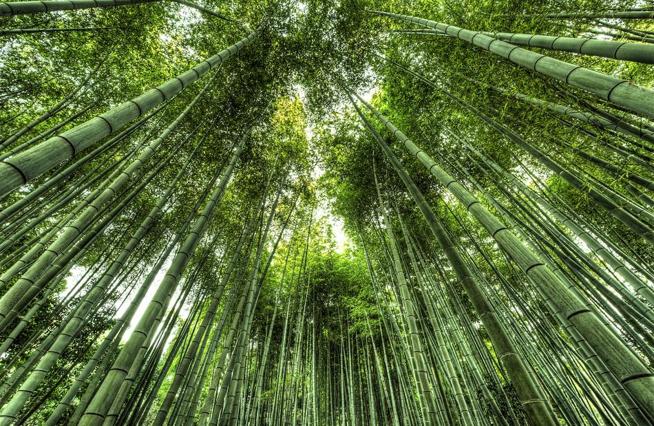 Japan Traveljapan