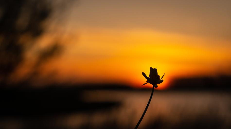 Sunset Flower Evening Sky