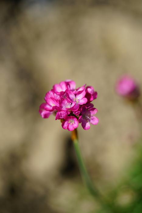 The Beach-Grass Elke Carnation