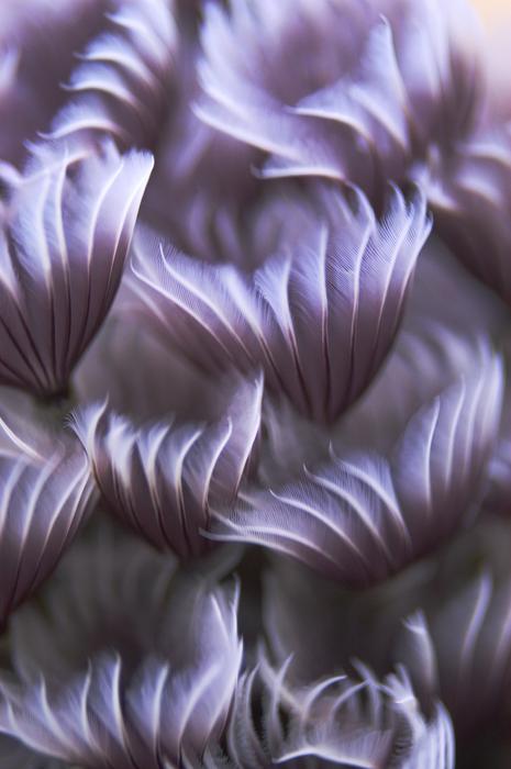 Sea Worm Under Water