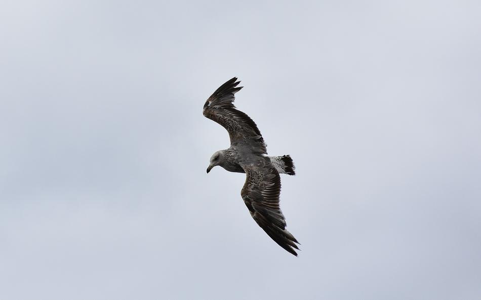 gull with gray plumage high in the sky