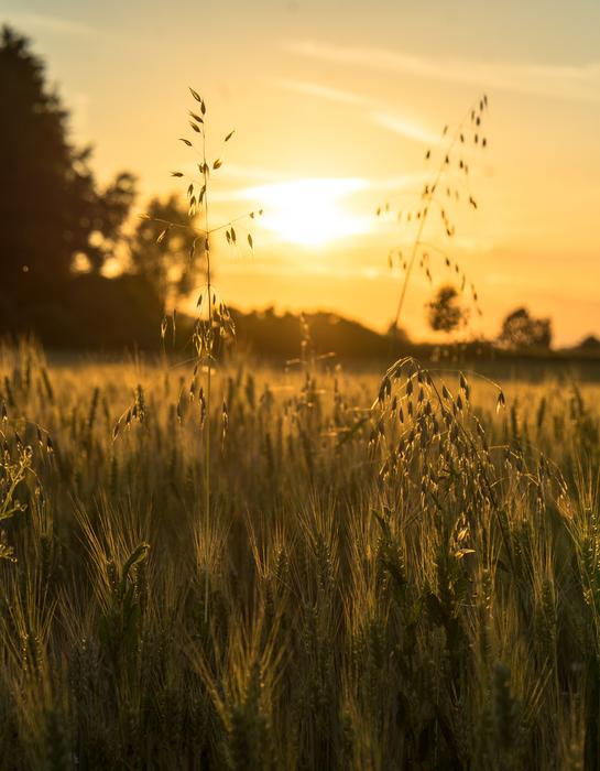 Sunset over green Field, wallpaper