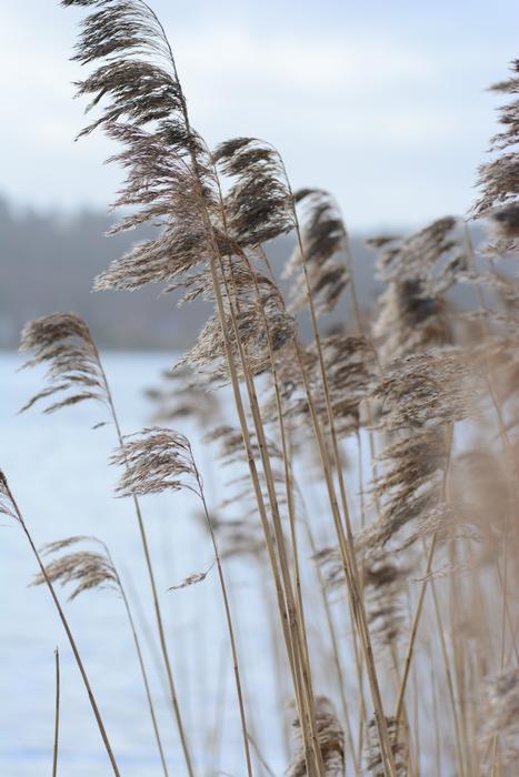 Autumnalis Background Baltic
