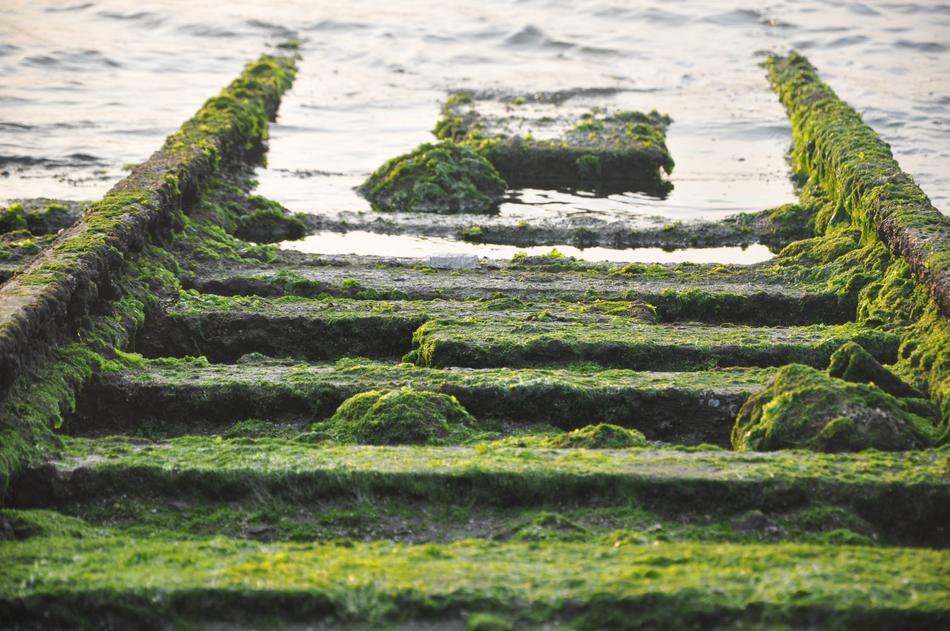 Moss Rail Sea