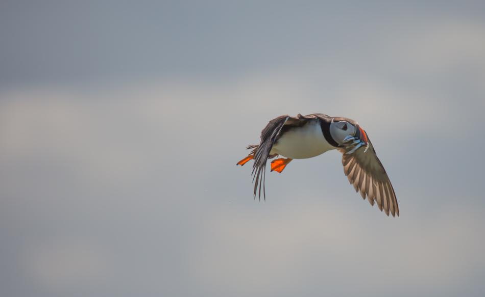 Puffin Flight Nature