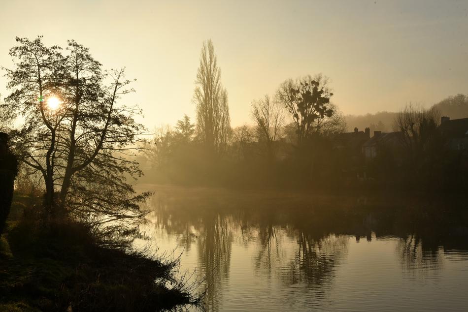 Nature Tree Dawn