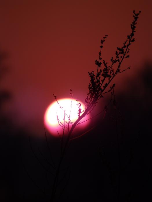 sun against the background of a red bloody sky