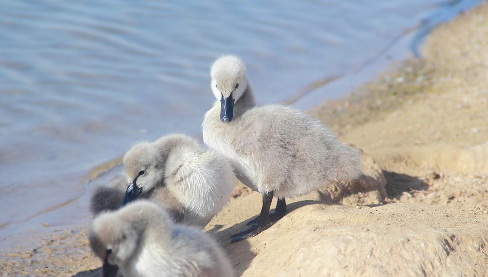 Nature Water Animal