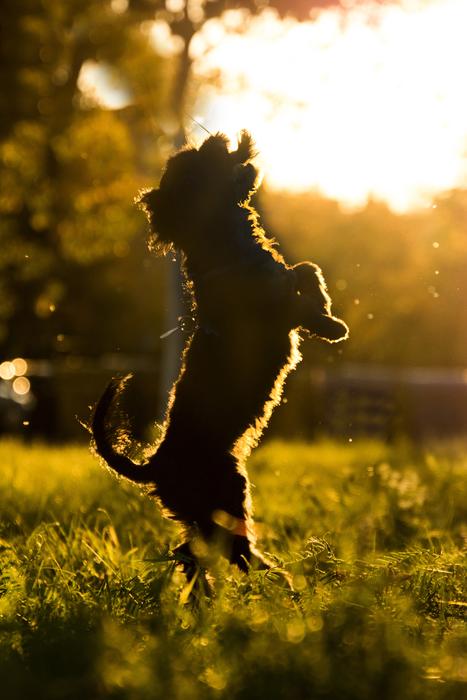 Dog Hybrid Evening Sun