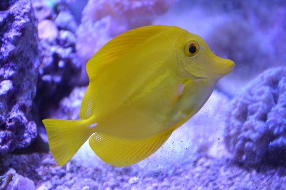 Fish Flavescens Sea ​​