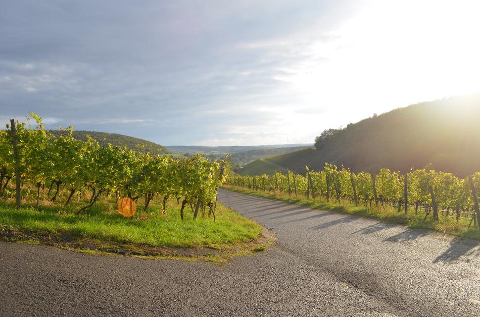 Wine Sun Nature