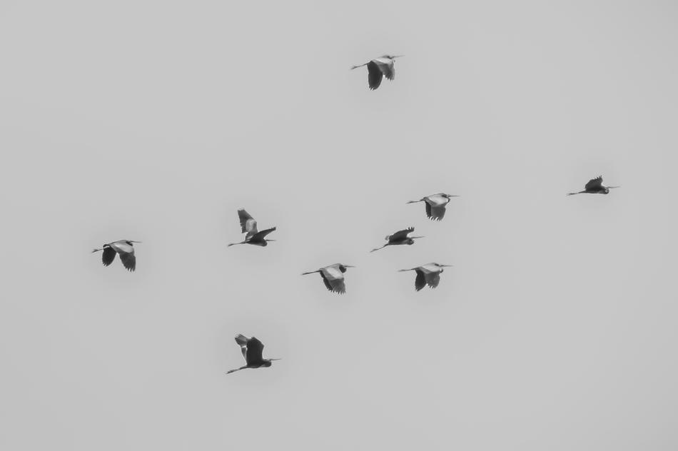 Birds Flock Animal