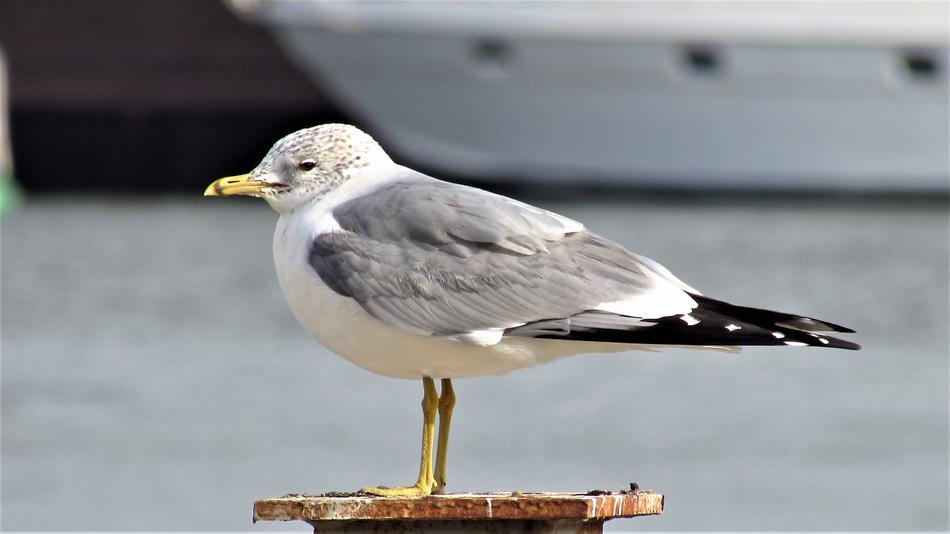 Birds Marine Marti