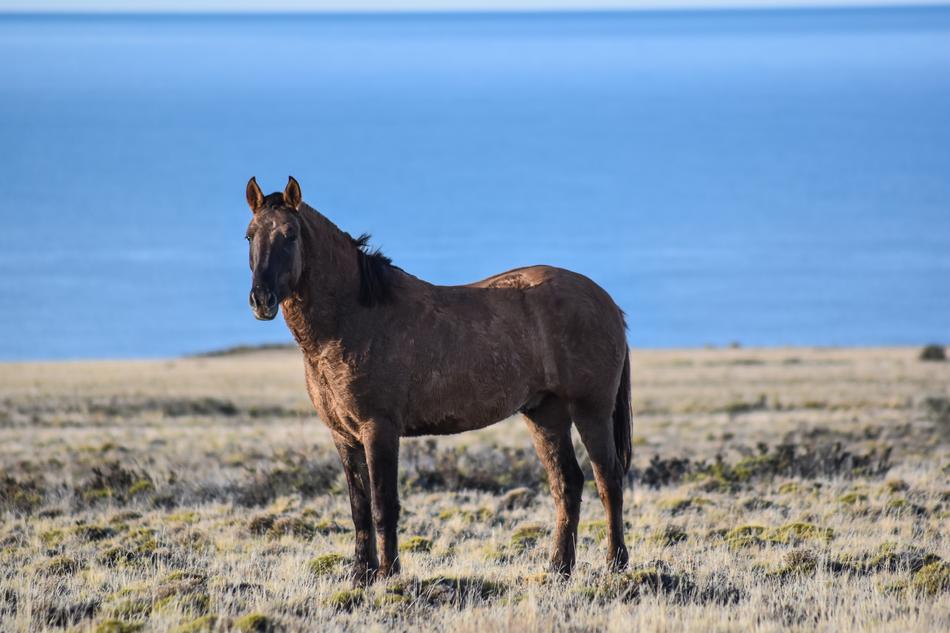 Horse Sea Wild