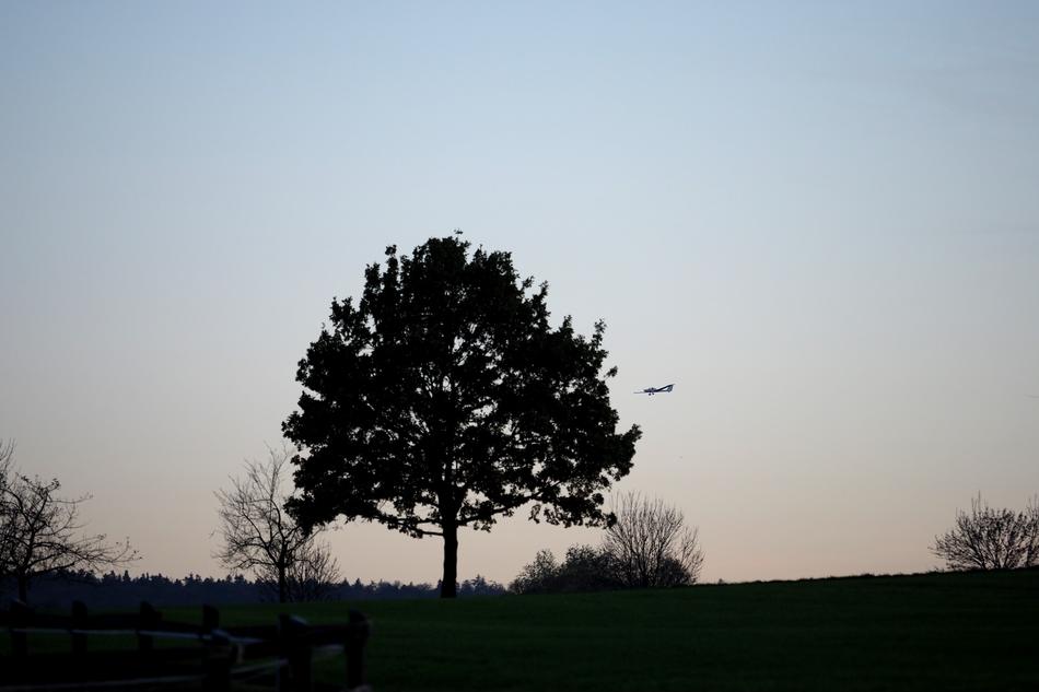 Tree and Aircraft at Sunset