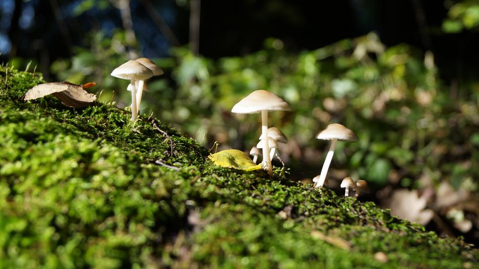 Mushrooms Forest Tourism