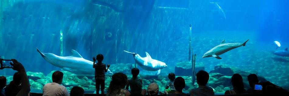 Aquarium Dolphins Underwater