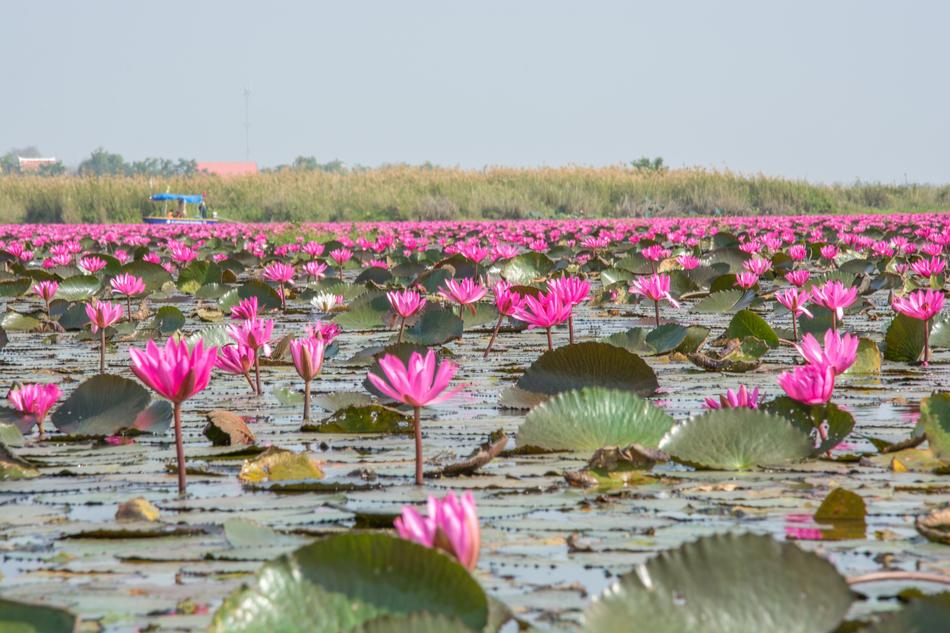 blooming pink lotuses in the pond
